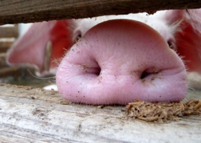 CCM (Mais) in der Schweinefütterung